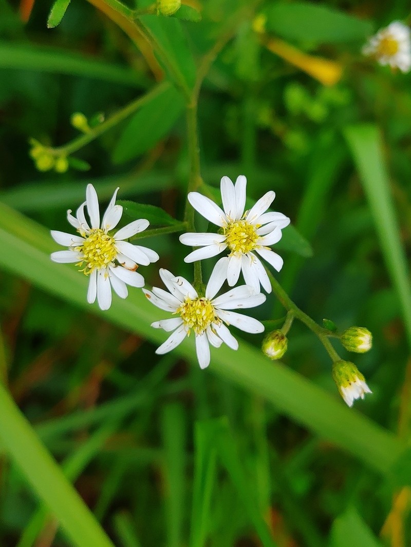Aster baccharoides photo 2