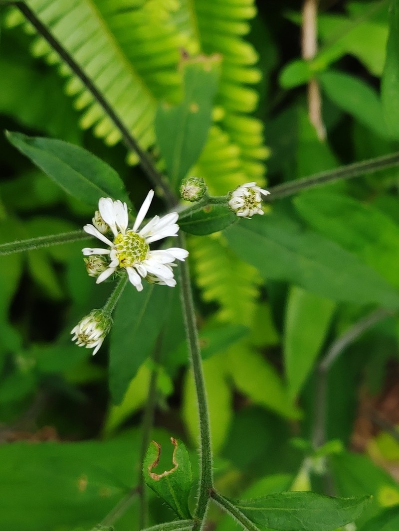 Aster baccharoides photo 3