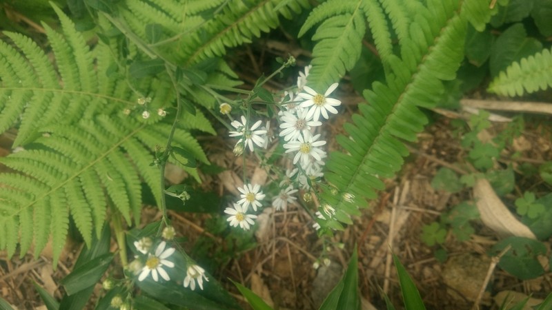 Aster baccharoides photo 4