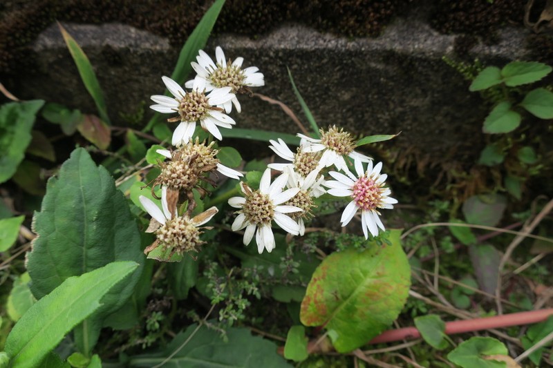 Aster baccharoides photo 5