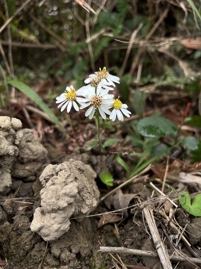 Aster baccharoides photo 7
