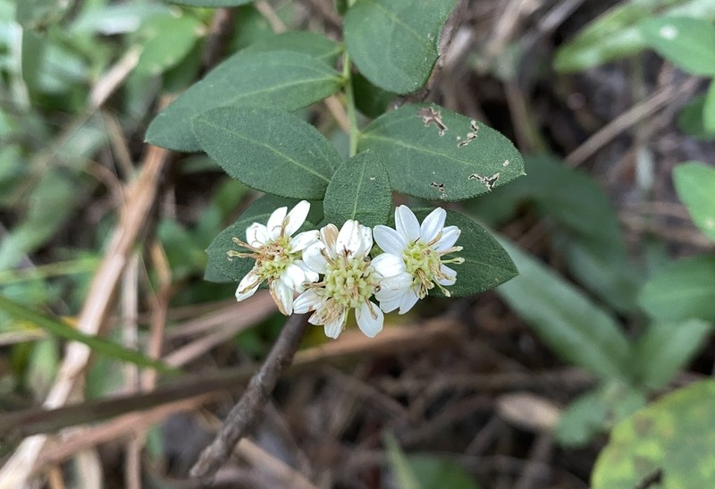 Aster baccharoides photo 8