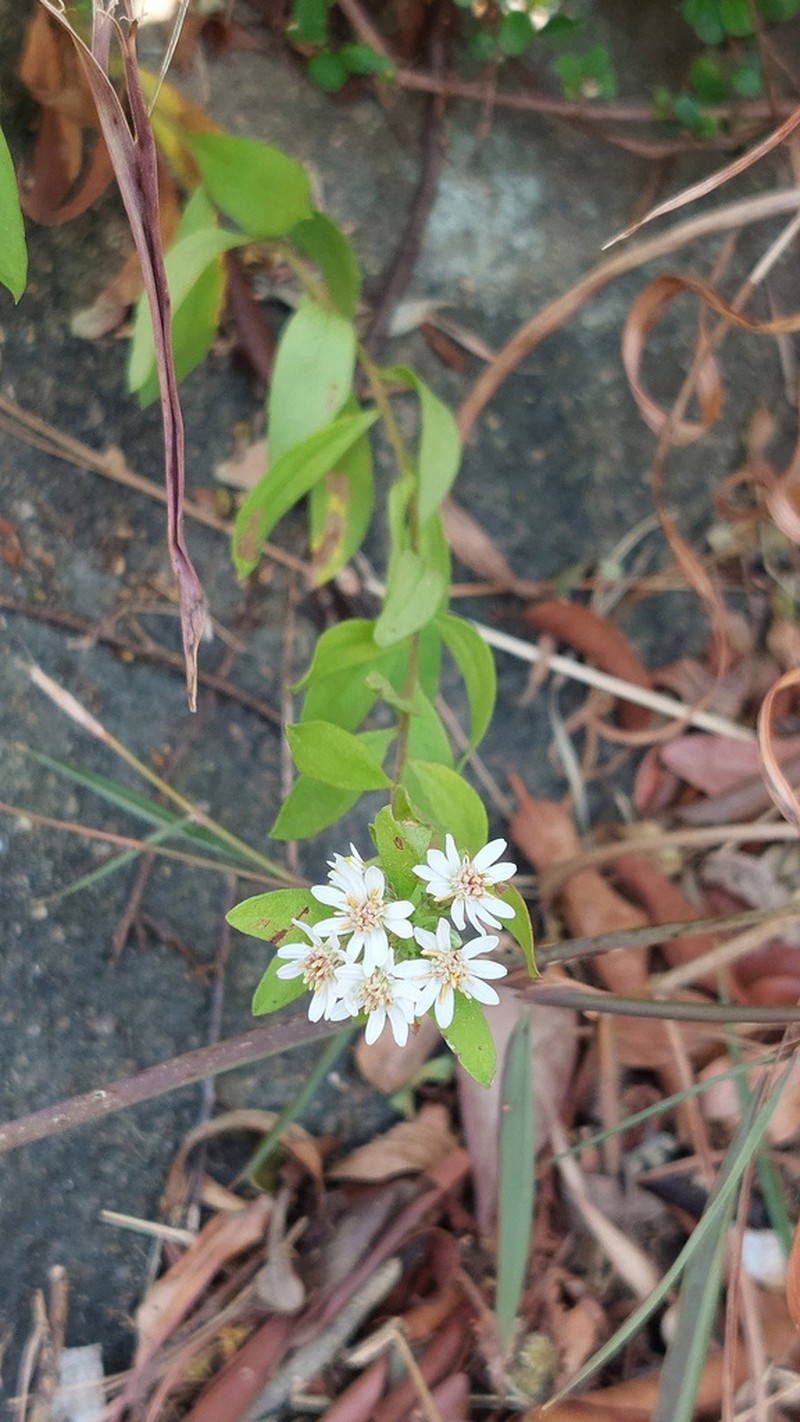 Aster baccharoides