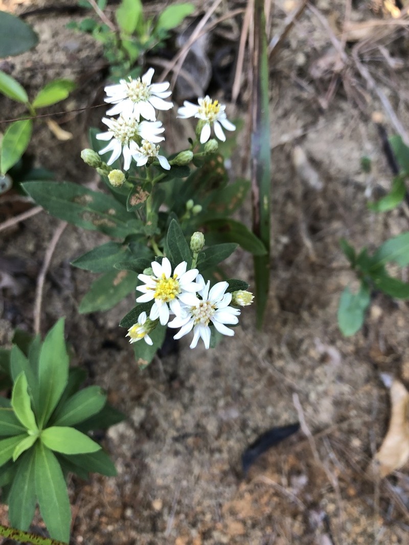 Aster baccharoides photo 2
