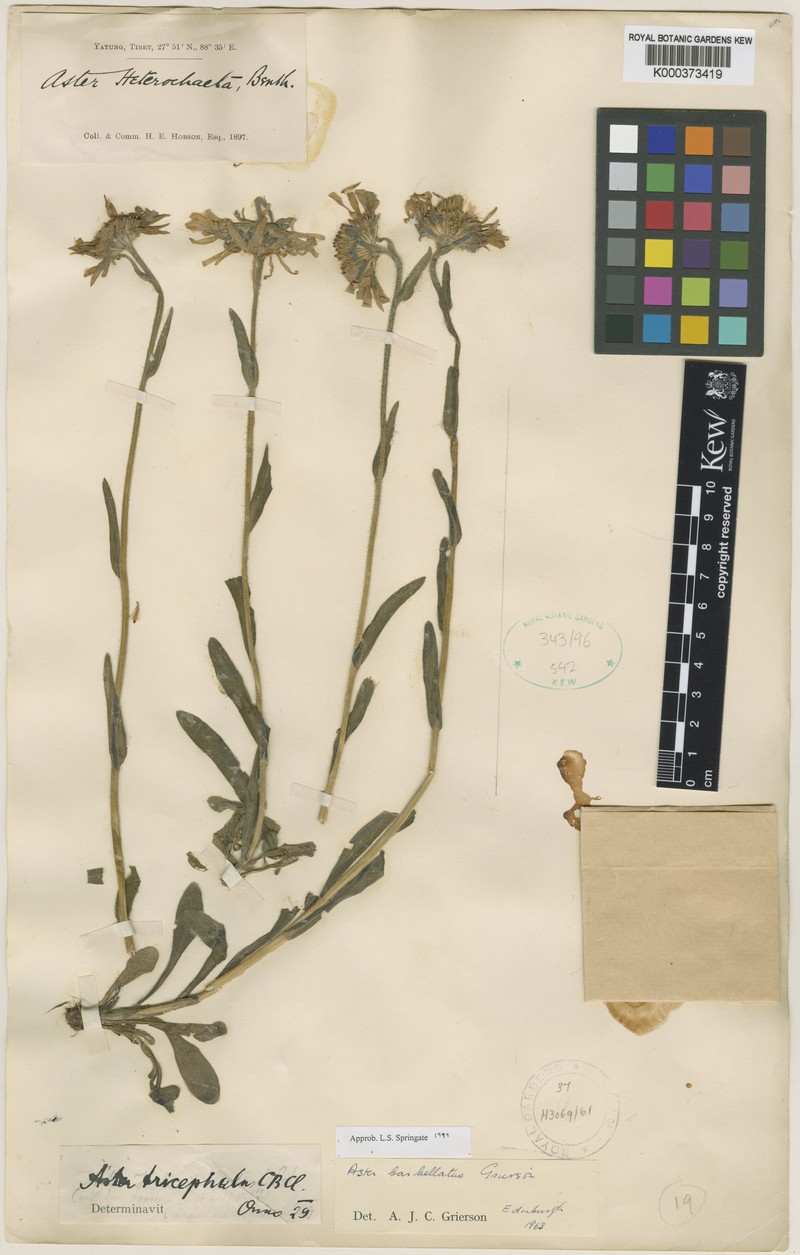 Aster barbellatus