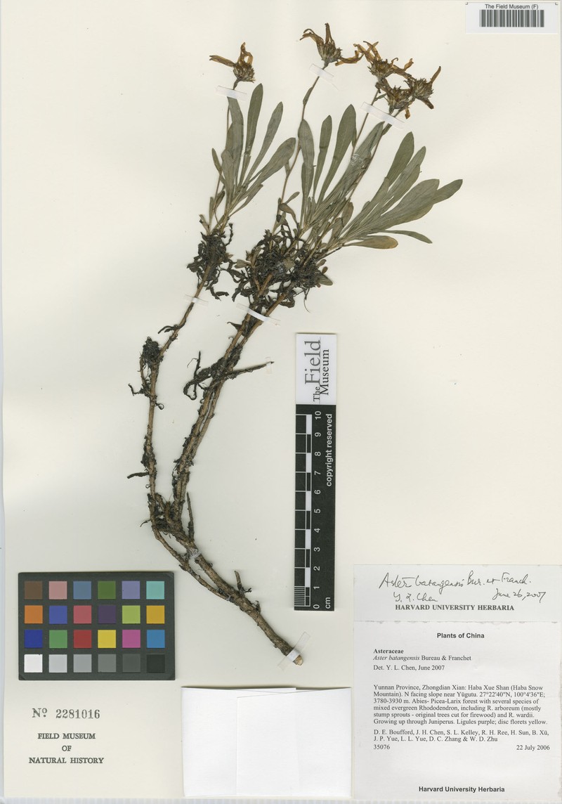 Aster batangensis