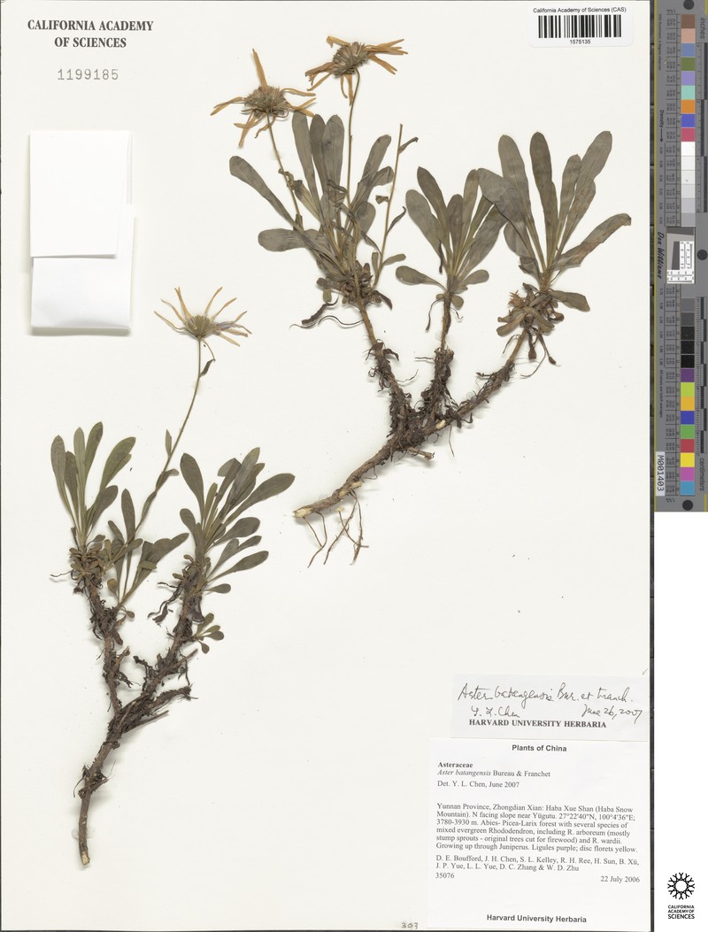 Aster batangensis photo 2