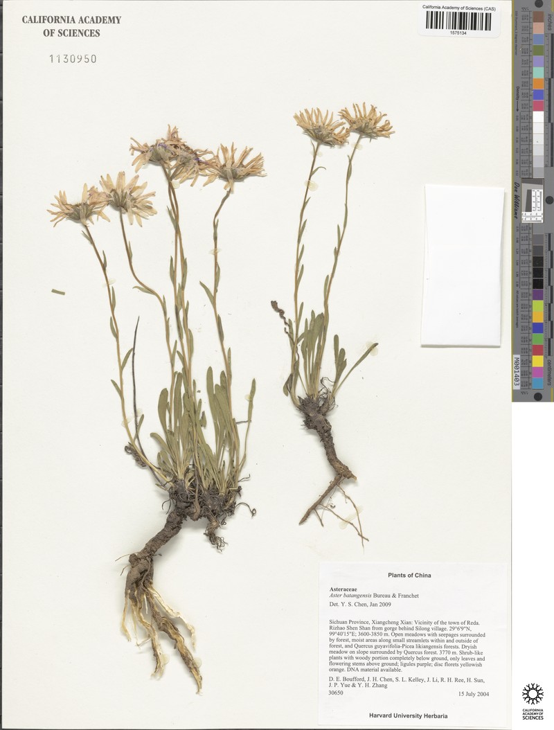 Aster batangensis photo 3