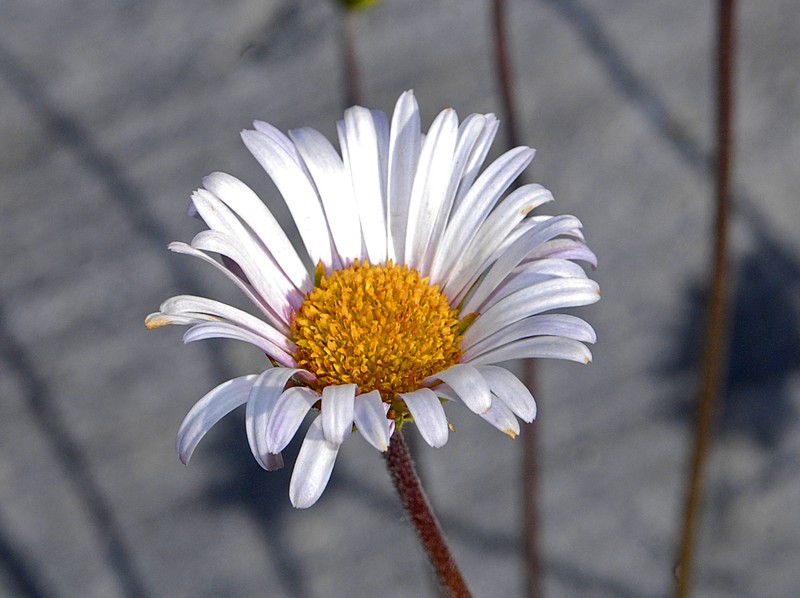 Aster bellidiastrum