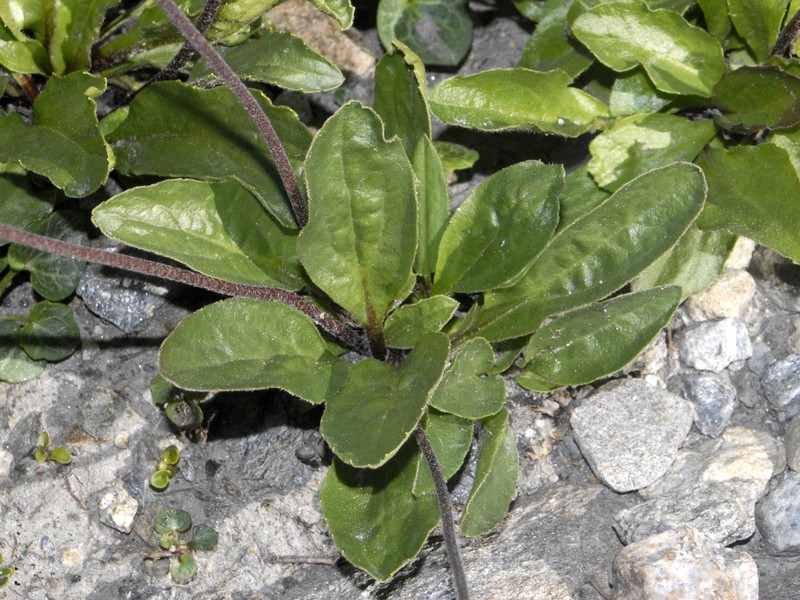 Aster bellidiastrum photo 2