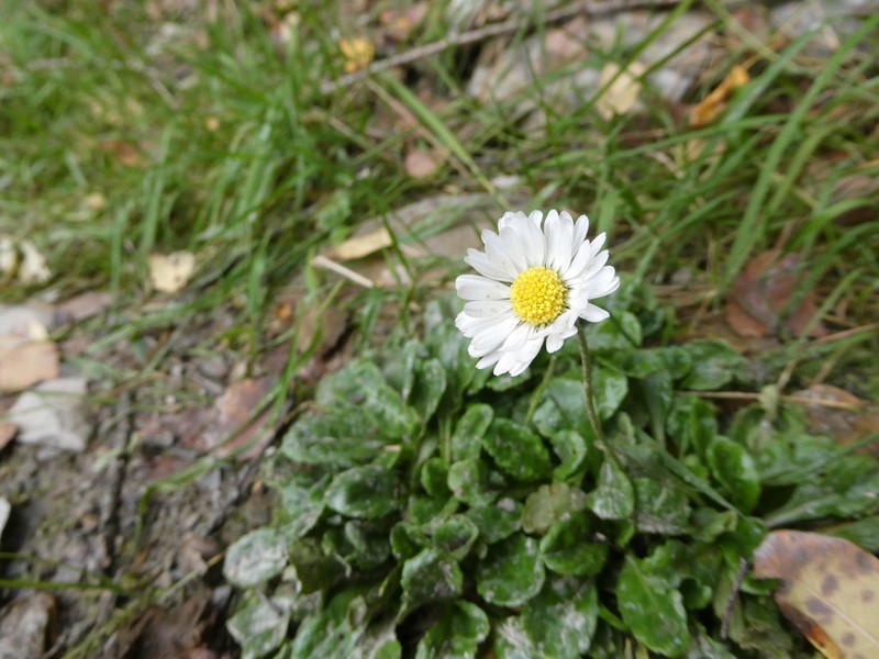 Aster bellidiastrum photo 4