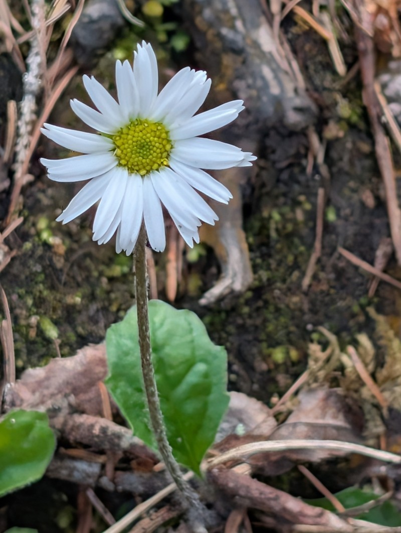 Aster bellidiastrum photo 6