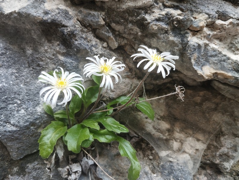 Aster bellidiastrum photo 7