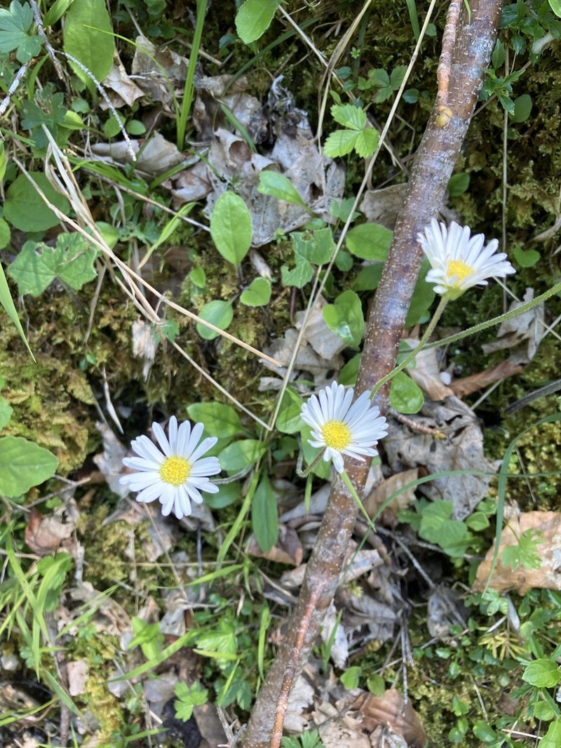 Aster bellidiastrum photo 3