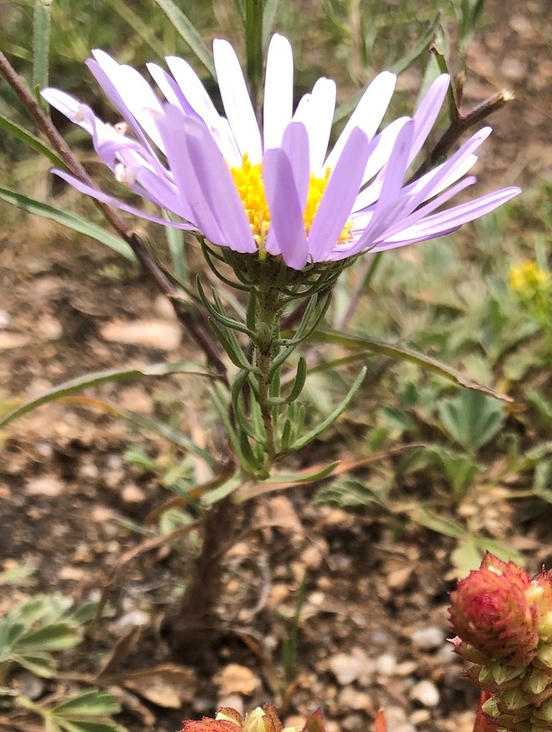 Aster biennis