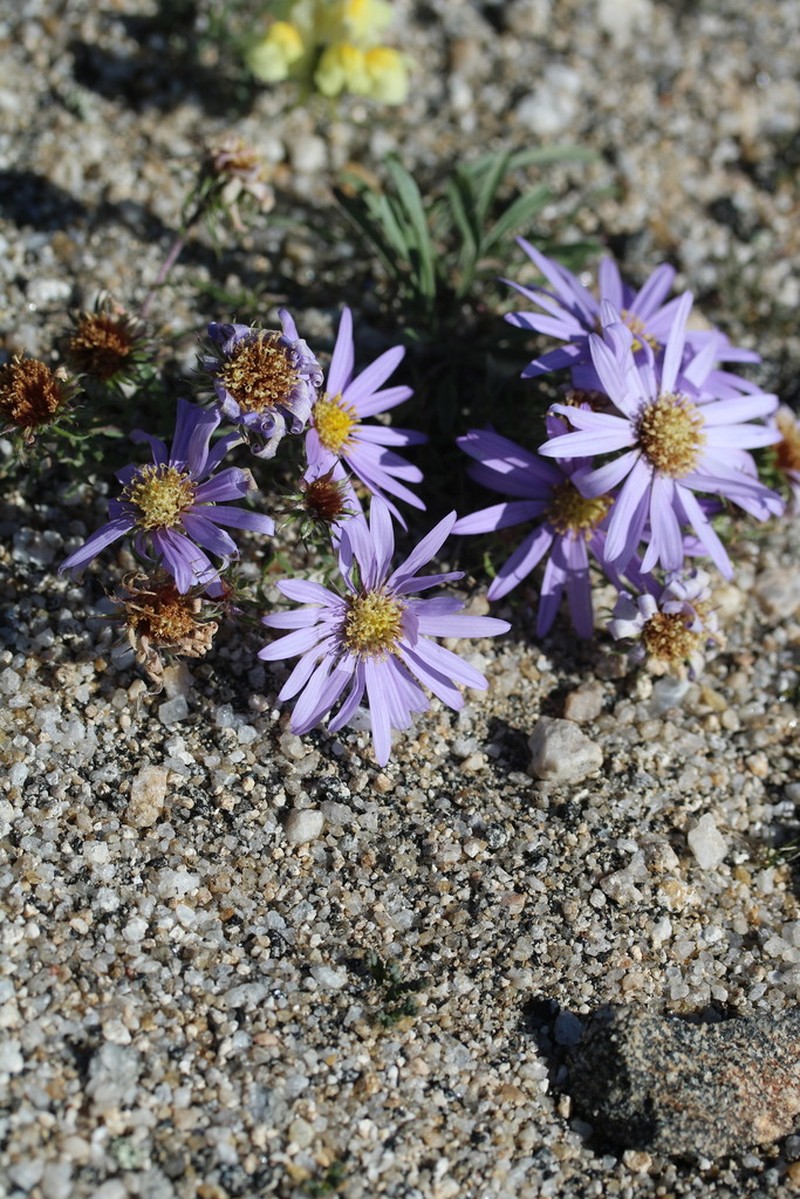 Aster biennis photo 2