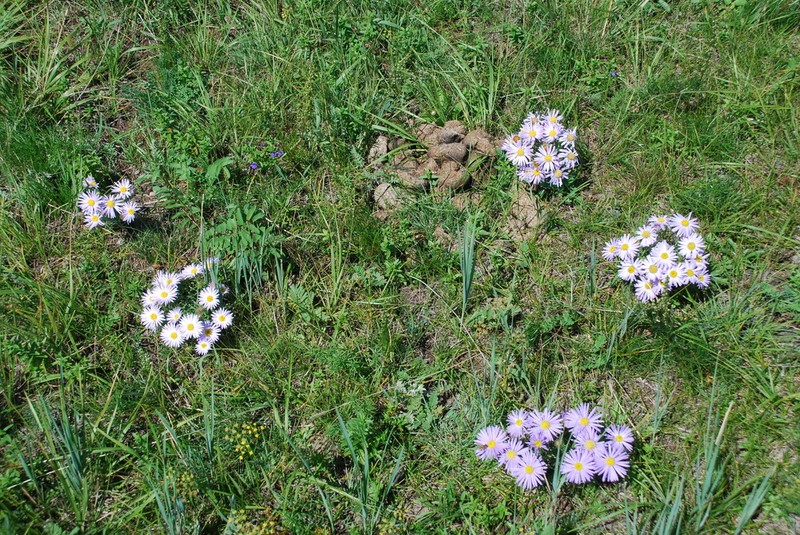 Aster biennis photo 3