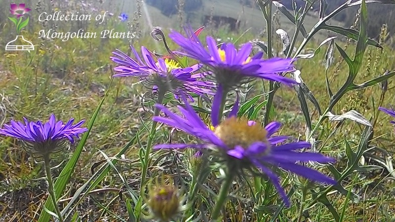 Aster biennis photo 4