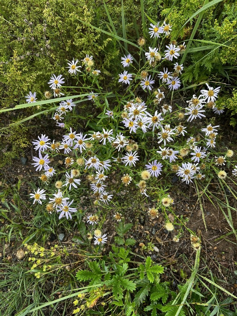 Aster biennis photo 5