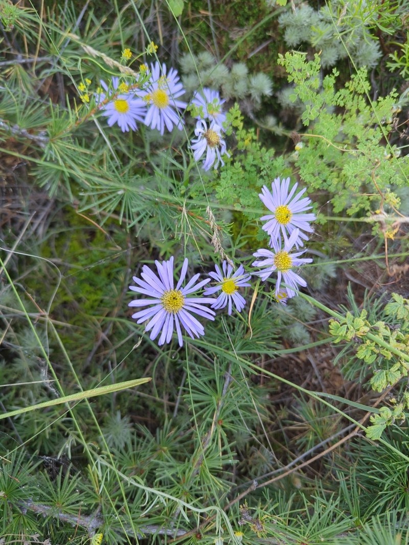 Aster biennis photo 6