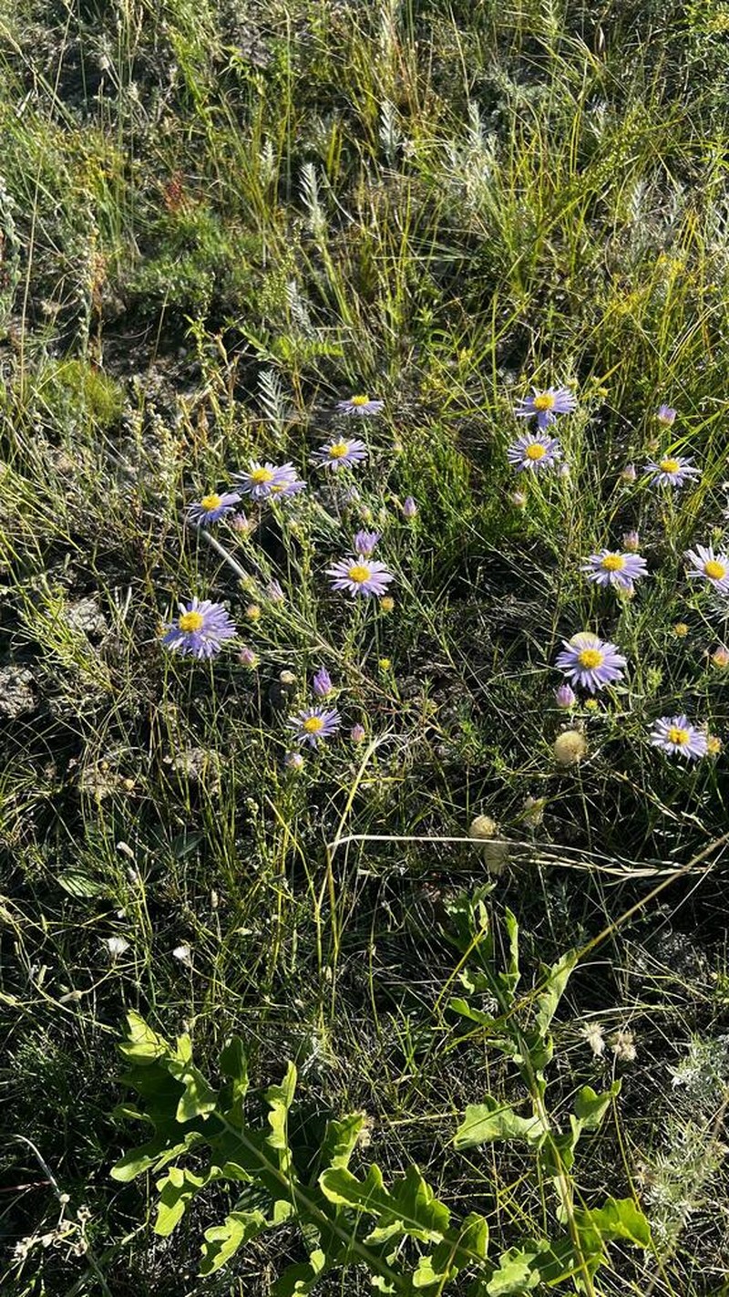 Aster biennis photo 7