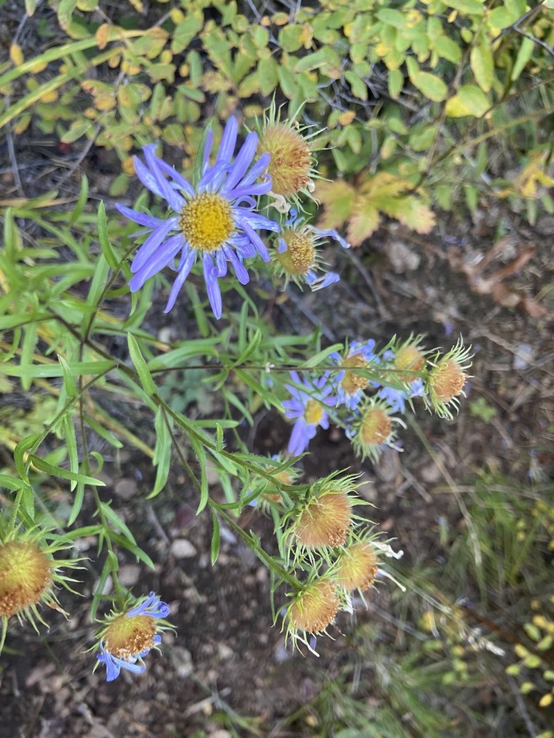 Aster biennis photo 8
