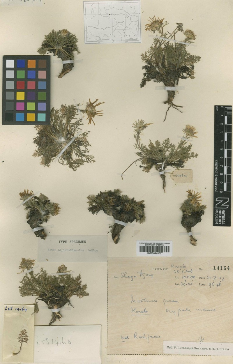 Aster bipinnatisectus