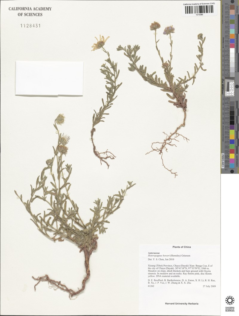 Aster boweri