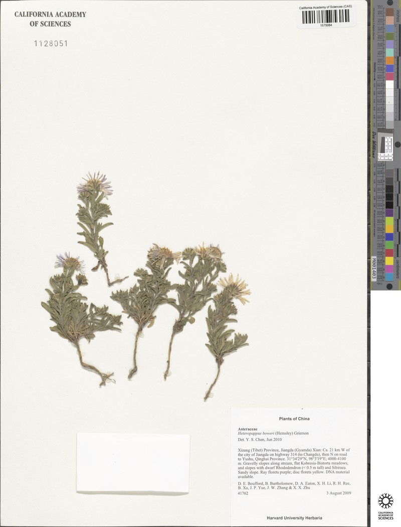 Aster boweri photo 2