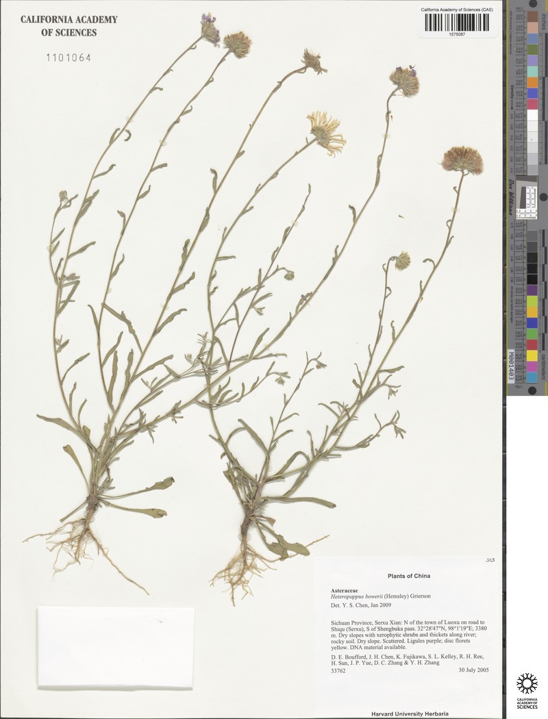 Aster boweri photo 3