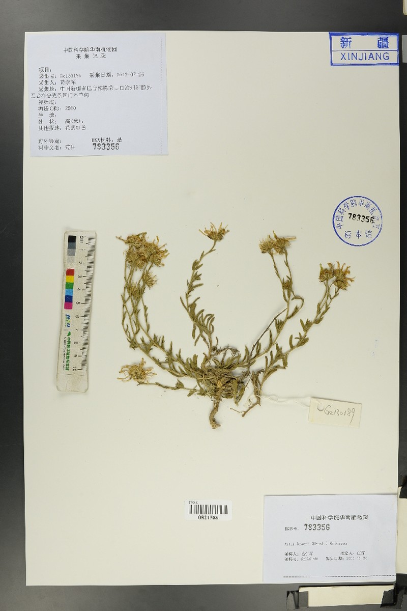 Aster boweri