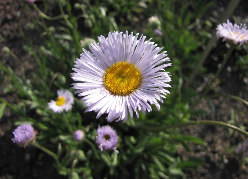Aster caucasicus