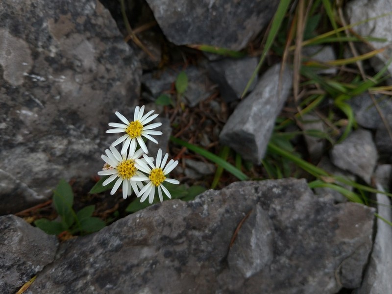 Aster chingshuiensis