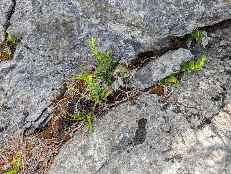 Aster chingshuiensis photo 3