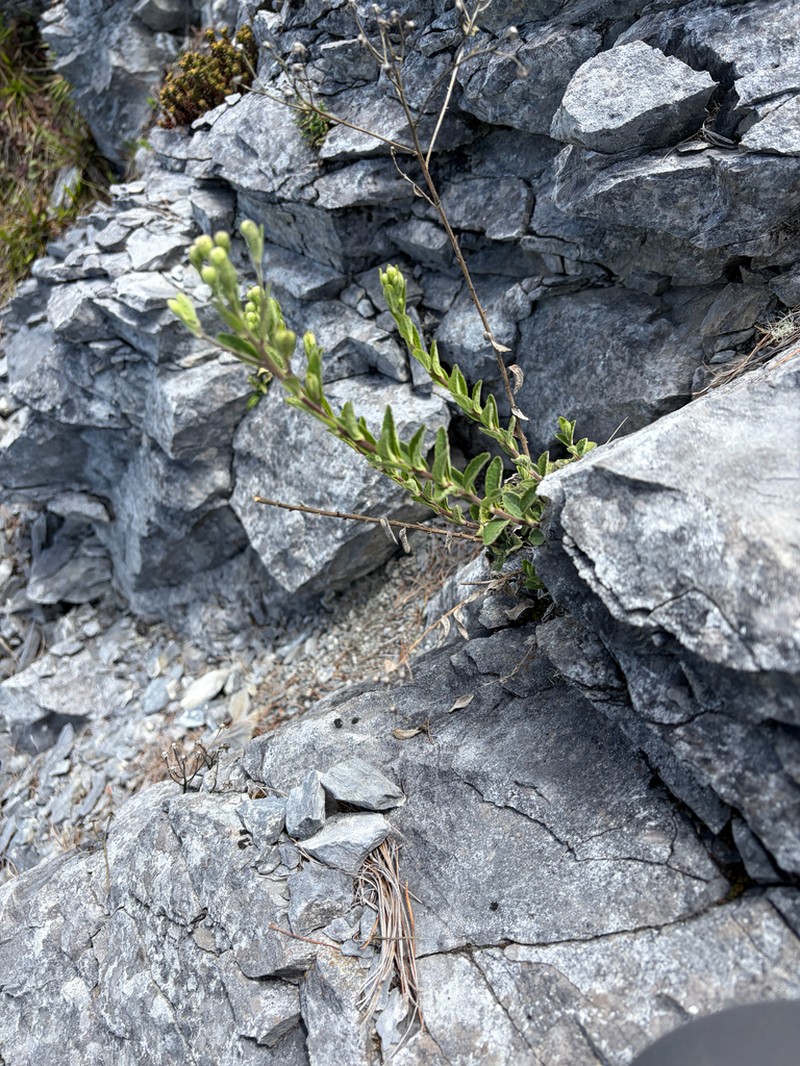 Aster chingshuiensis photo 5