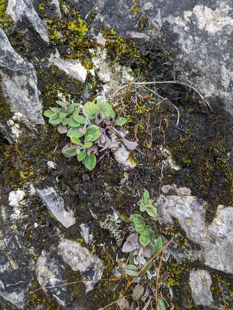 Aster chingshuiensis photo 6