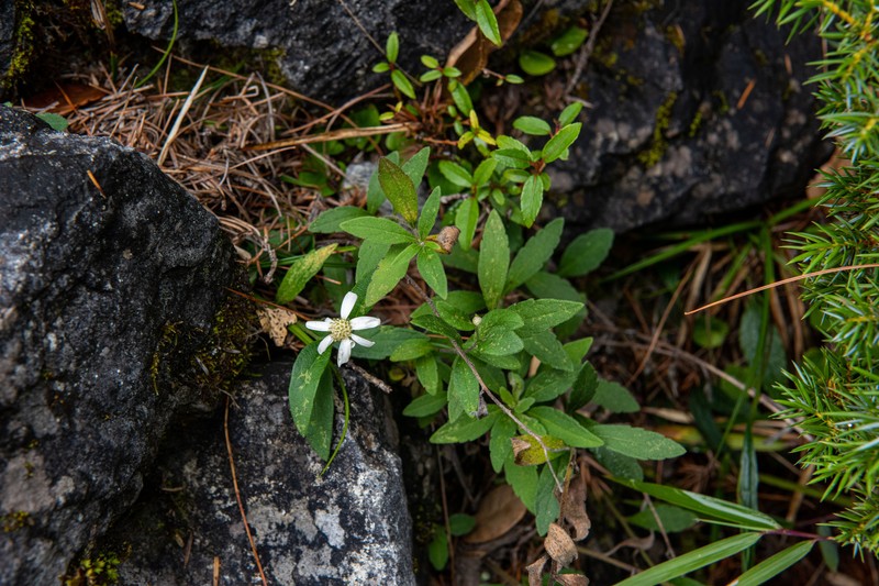 Aster chingshuiensis photo 7