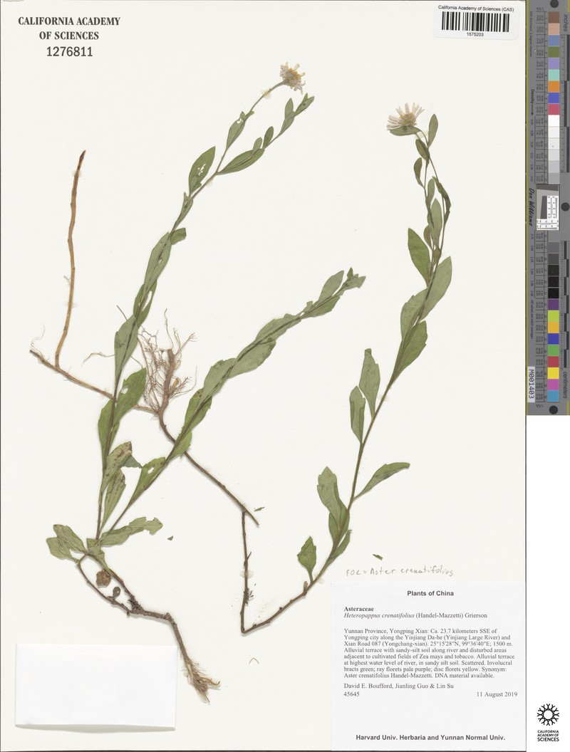 Aster crenatifolius