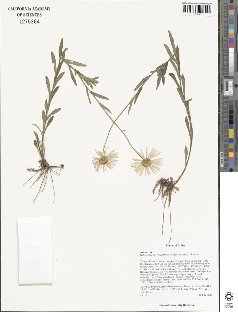Aster crenatifolius photo 2