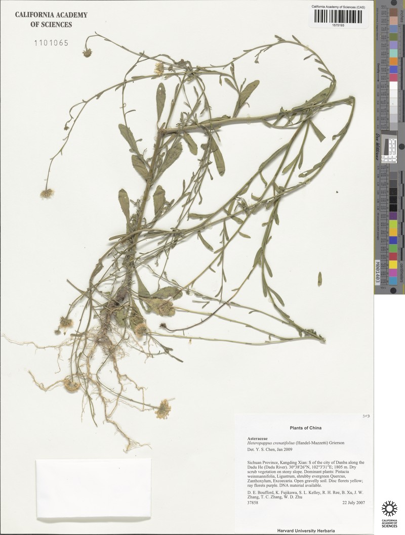 Aster crenatifolius photo 3