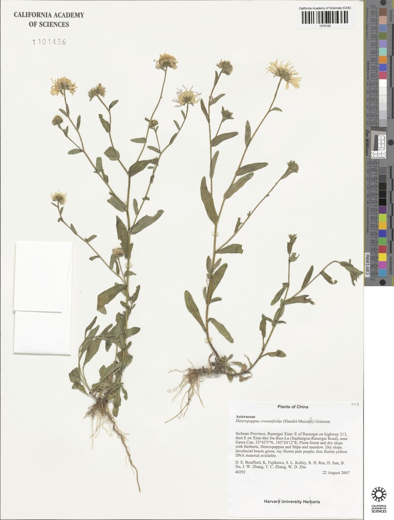 Aster crenatifolius photo 4