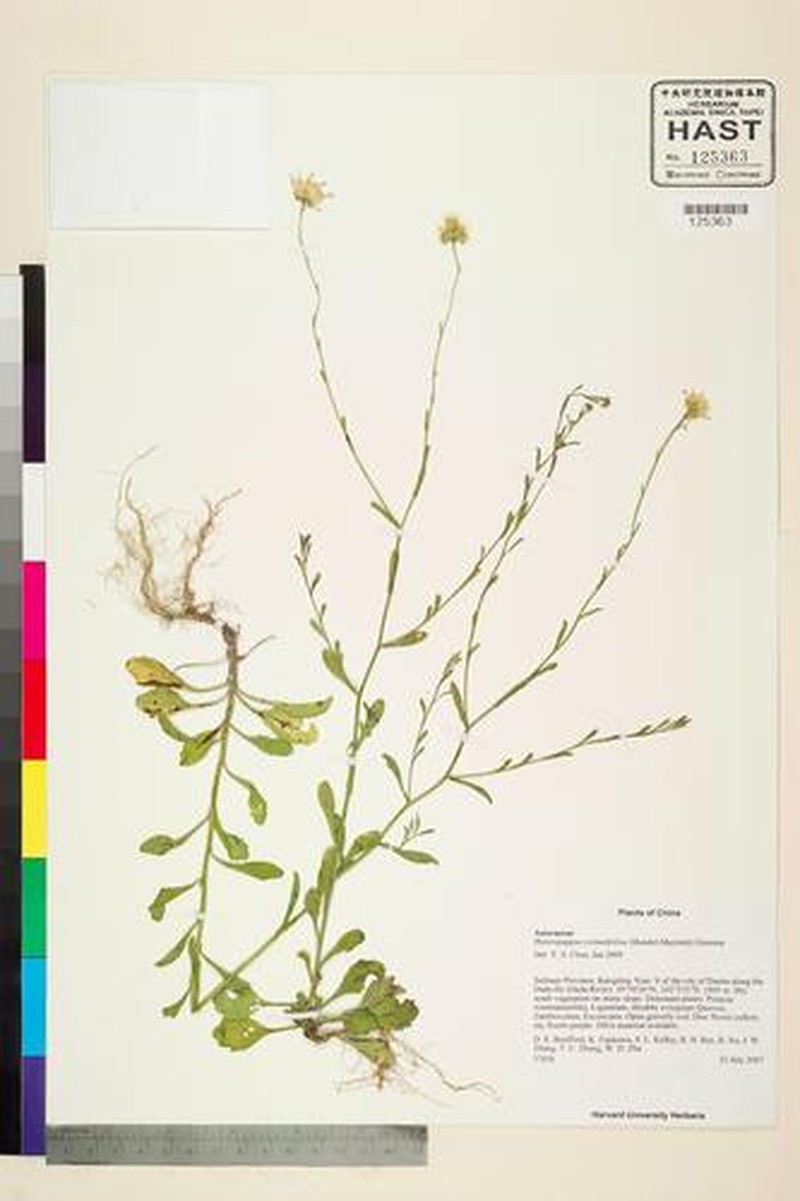 Aster crenatifolius