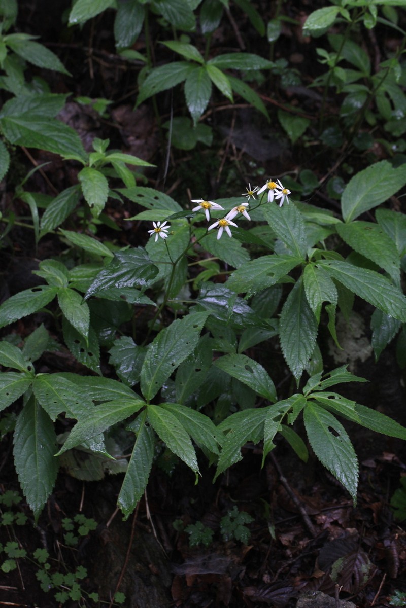 Aster dimorphophyllus