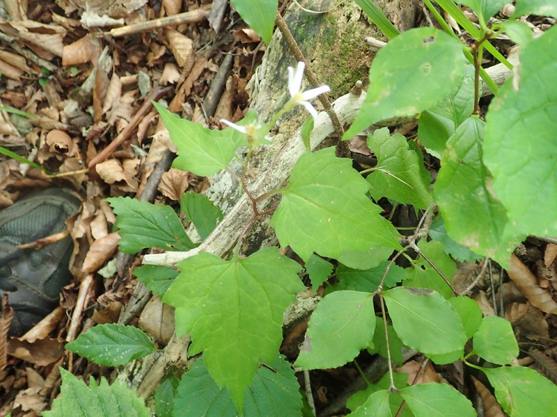 Aster dimorphophyllus photo 4