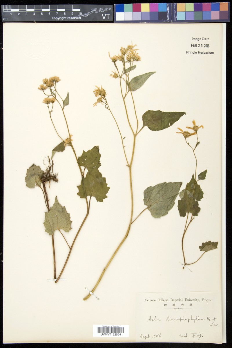 Aster dimorphophyllus