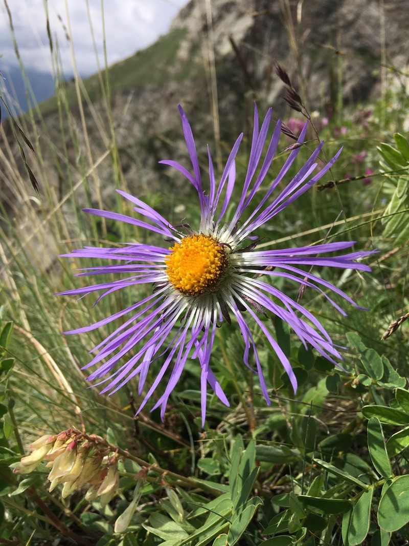 Aster diplostephioides