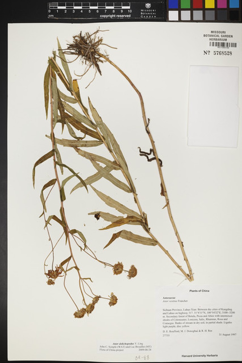 Aster dolichophyllus