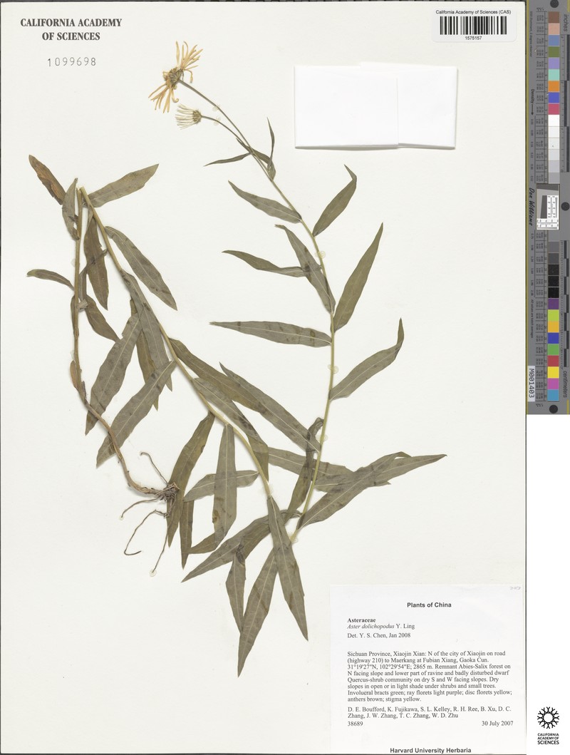 Aster dolichopodus photo 2