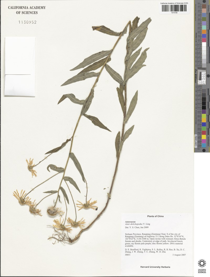 Aster dolichopodus photo 3
