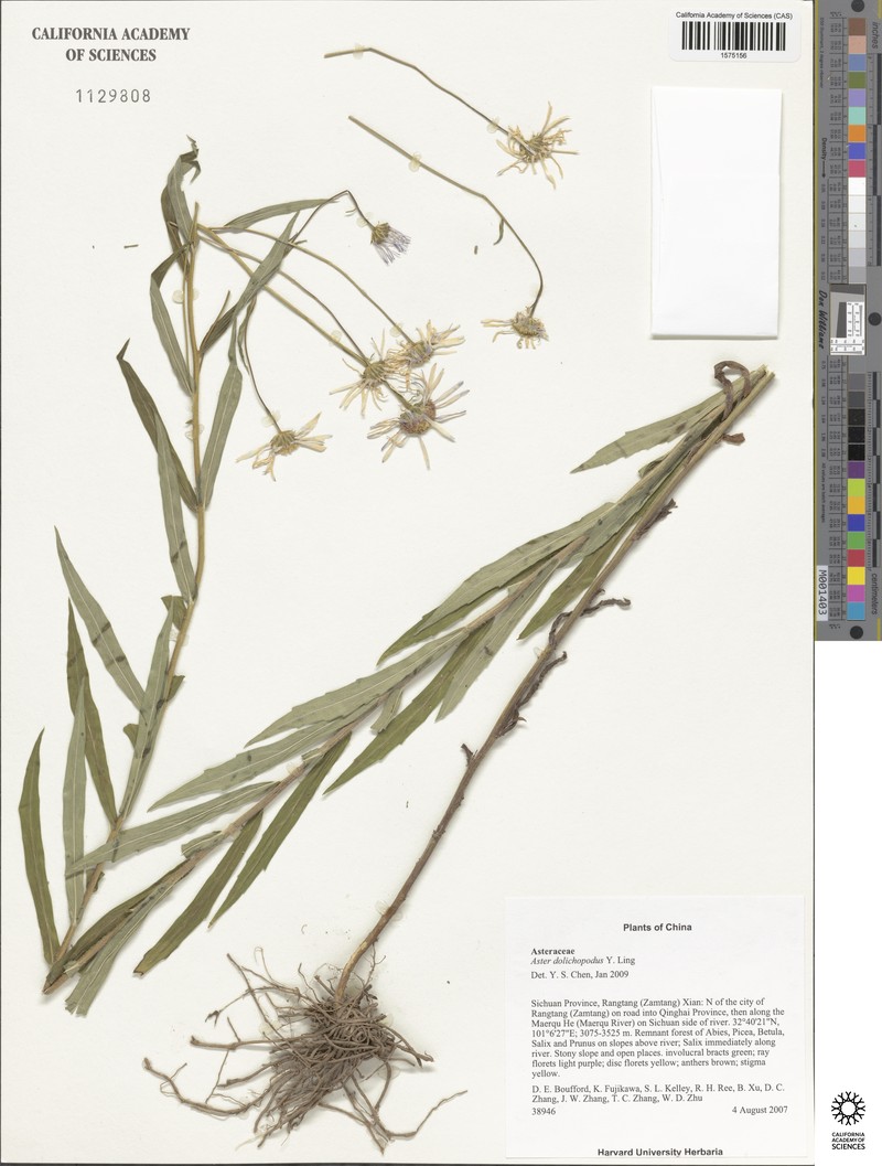 Aster dolichopodus photo 4